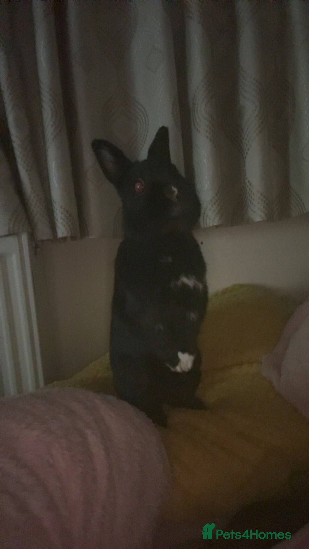 Dwarf Lop rabbits for sale: Male black rabbit  - Image 2