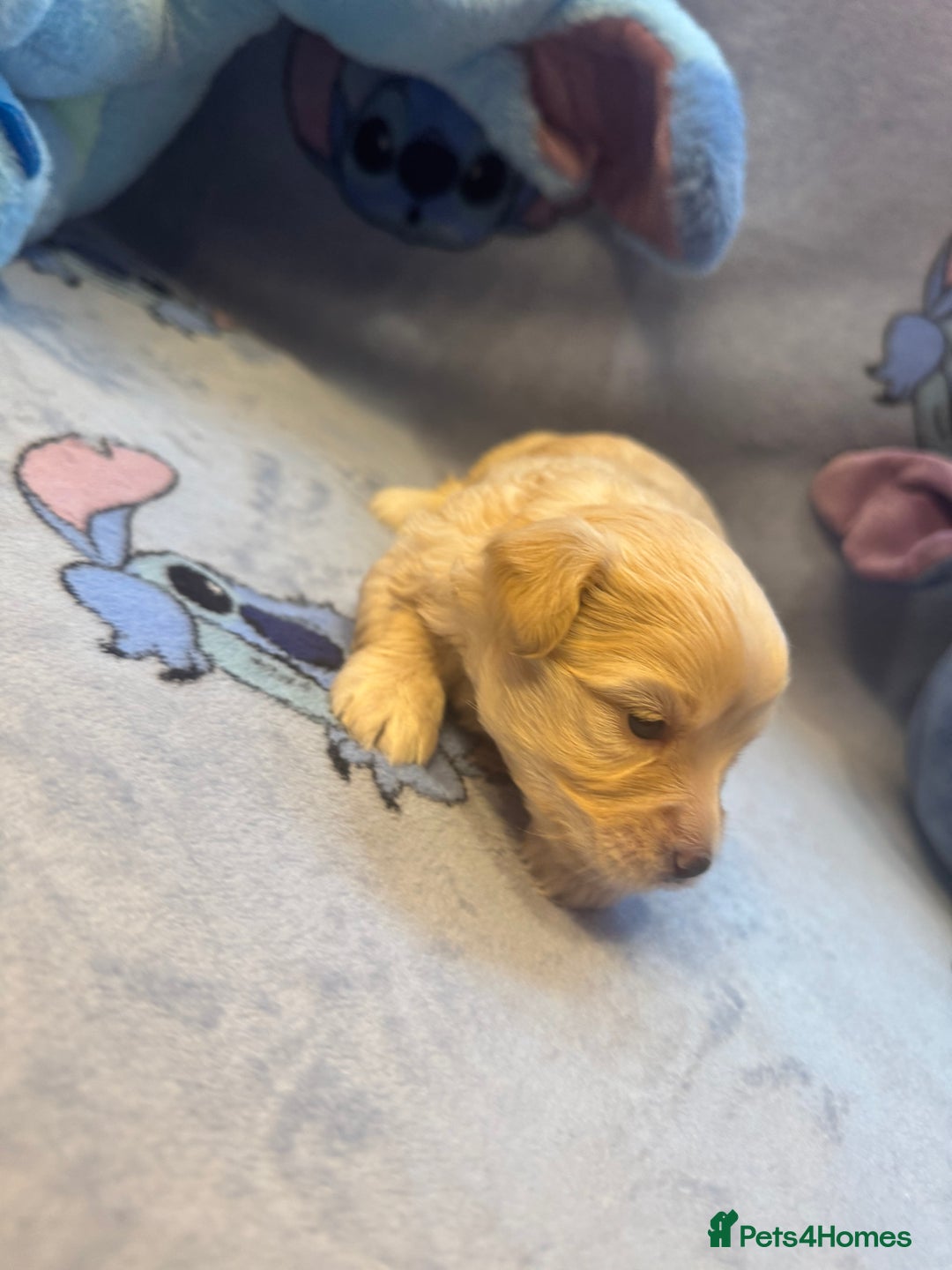 Maltipoo dogs for sale: Fluffballs of Joy 🐾💛 ready to melt your heart! - Image 15