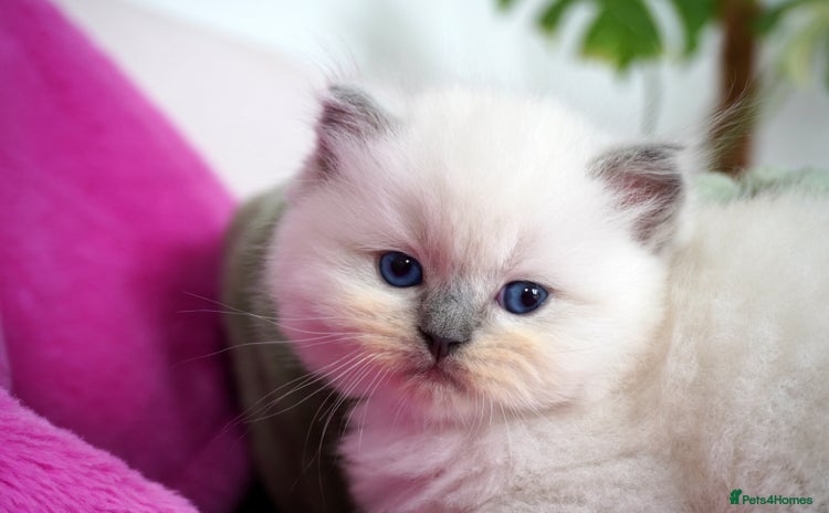 Ragdoll cats - Advert 11
