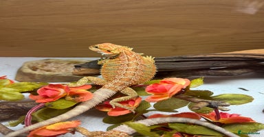 Bearded Dragon reptiles - Advert 14
