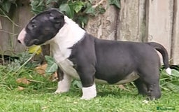 English Bull Terrier dogs for sale: English Bull Terrier Puppies - Image 9