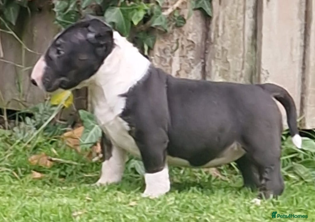 English Bull Terrier dogs for sale: English Bull Terrier Puppies - Image 9