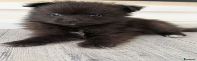 Pomeranian 2