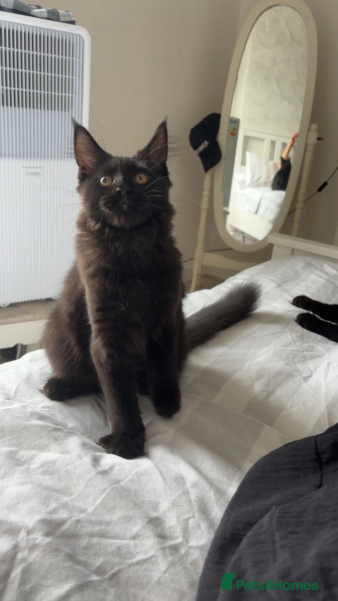Maine Coon cats for sale: 🌙 Midnight 🌙 - Advert 2