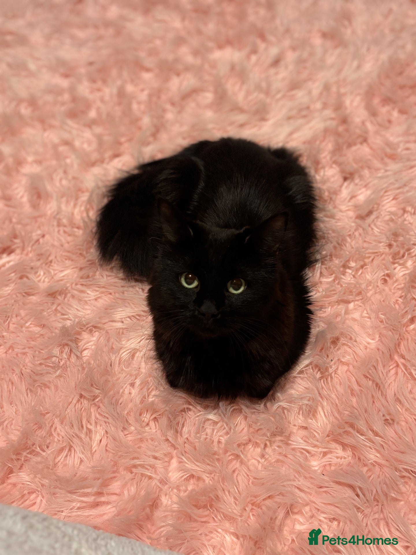 Ragdoll cats Black male ragdoll - Advert 6
