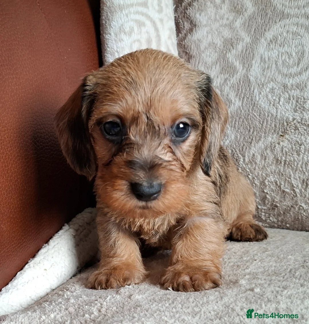 Miniature Dachshund dogs for sale: New Year's Day KC Mini-Wire Dachsunds - Advert 4