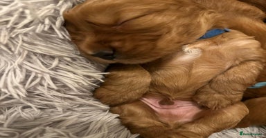 Cocker Spaniel dogs - Advert 7