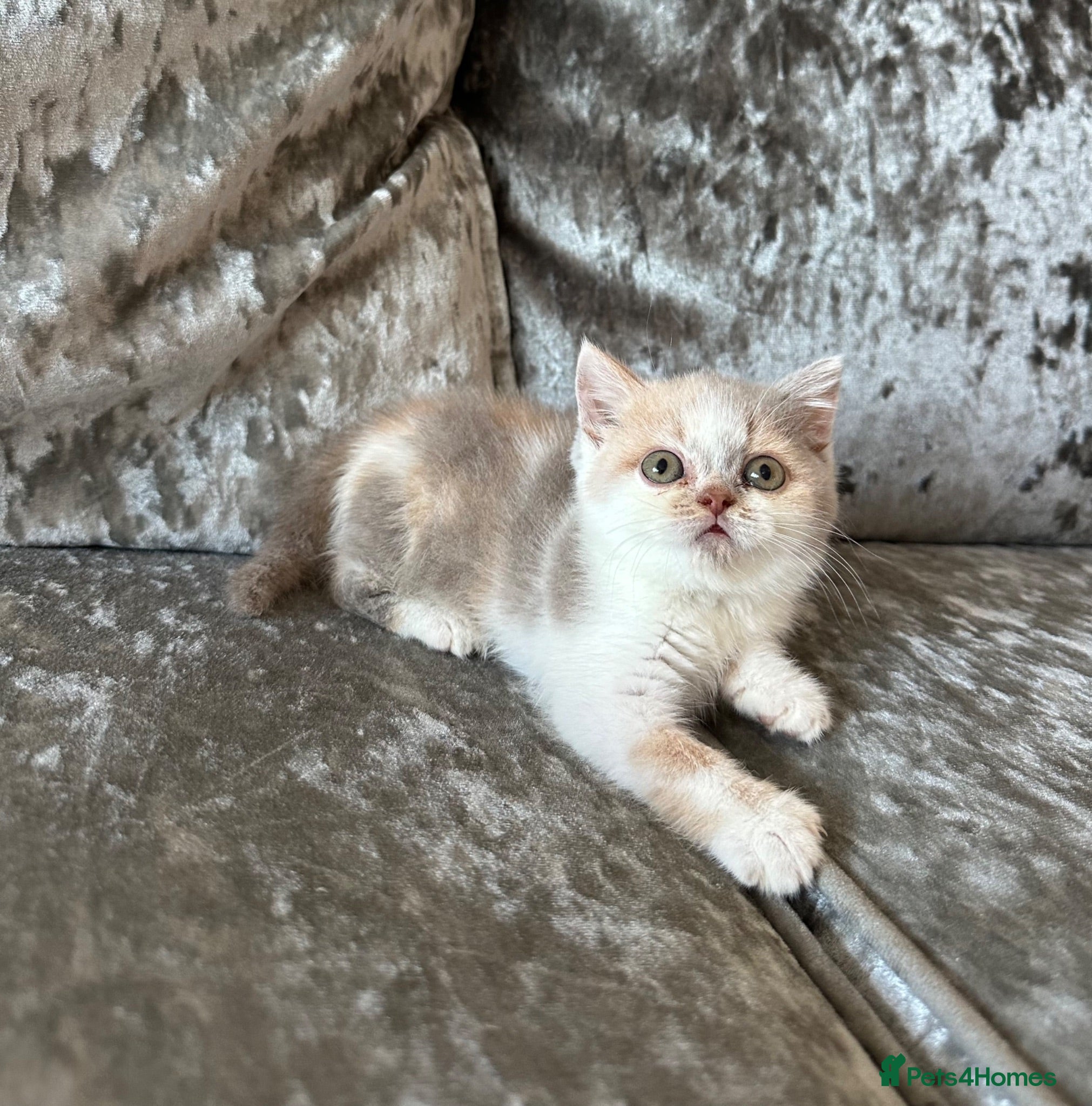 British Shorthair cats 🐻 British Shorthair Kittens TICA REG 🐻 - Advert 18