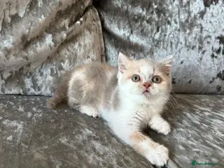 British Shorthair cats 🐻 British Shorthair Kittens TICA REG 🐻 - Advert 18