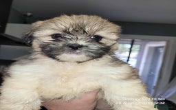 Lhasa Apso dogs for sale: Beautiful lhasa apso  - Image 1