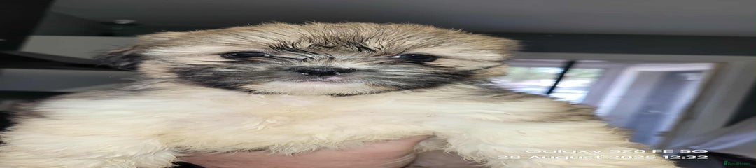 Lhasa Apso Puppy 3