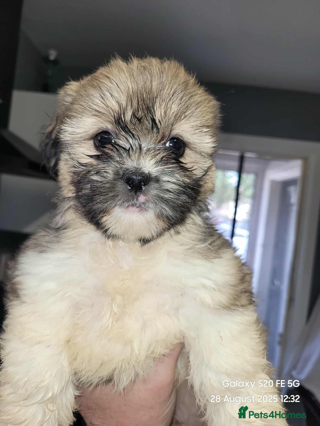 Lhasa Apso dogs for sale: Beautiful lhasa apso  - Image 1