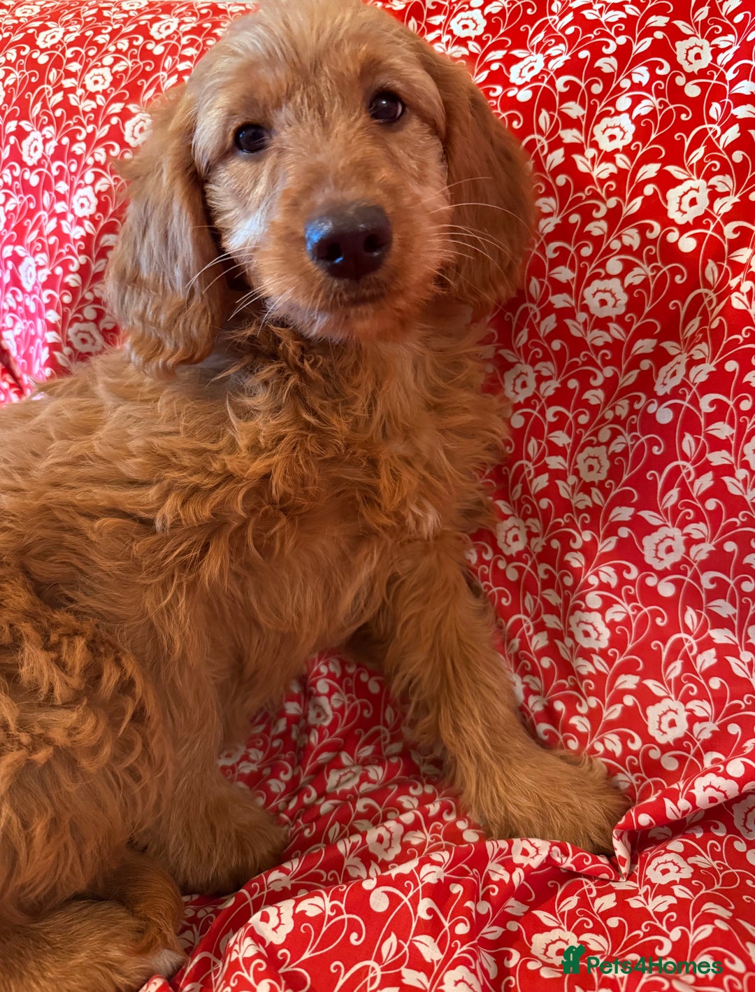 Labradoodle dogs for sale: Labradoodles  - Advert 3