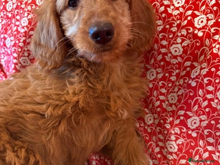 Labradoodle dogs Labradoodles - Advert 1