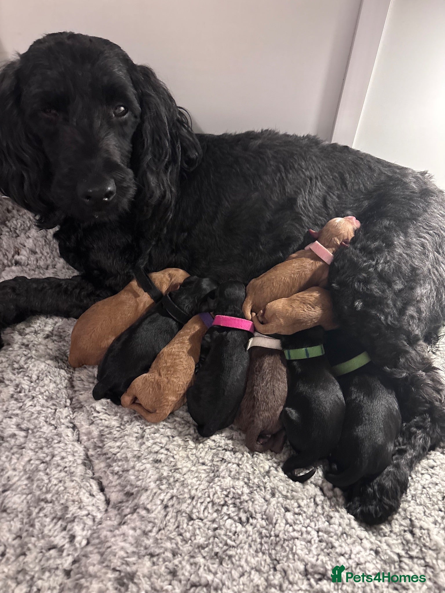 Sproodle dogs Last Litter of Sproodles  - Advert 2