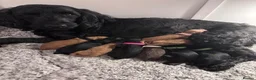 Sproodle dogs for sale: Last Litter of Sproodles  - Advert 2