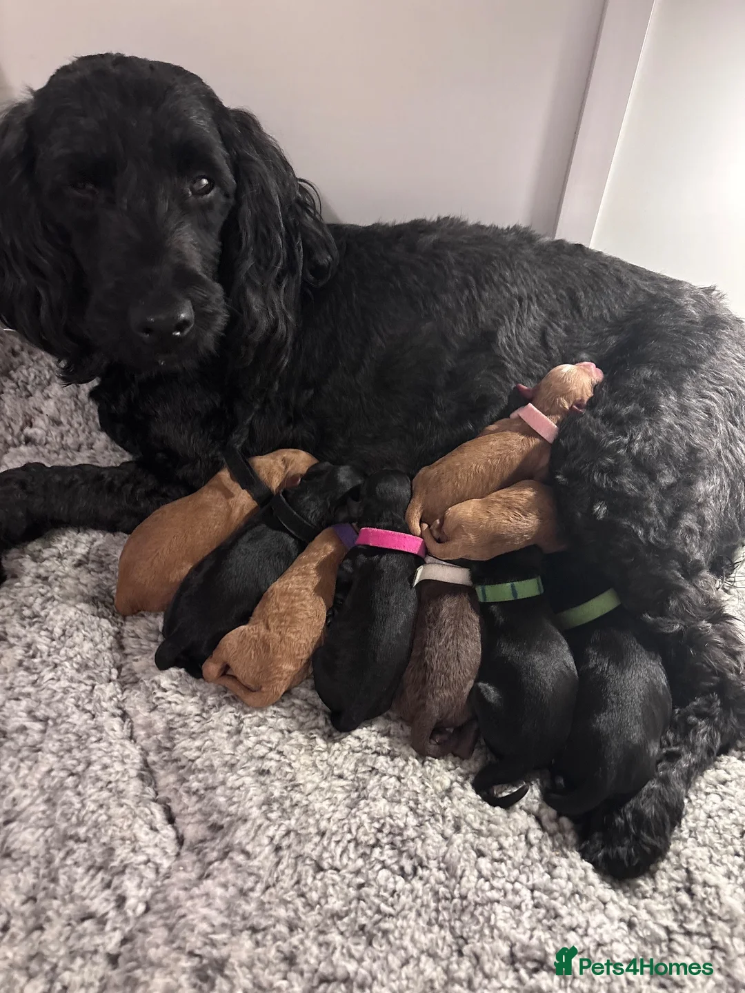 Sproodle dogs for sale: Last Litter of Sproodles  - Advert 2