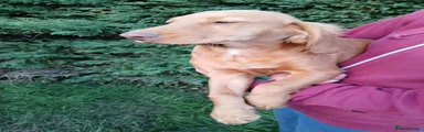 Cocker Spaniel 1