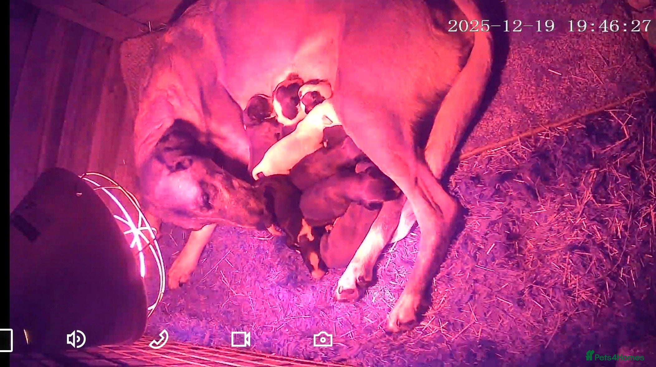 Lurcher dogs Mali x sluki puppies  - Advert 3