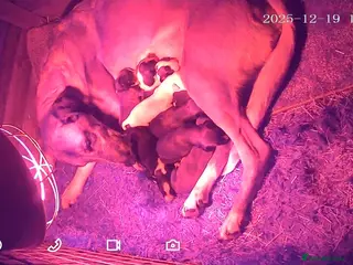 Lurcher dogs Mali x sluki puppies - Advert 3