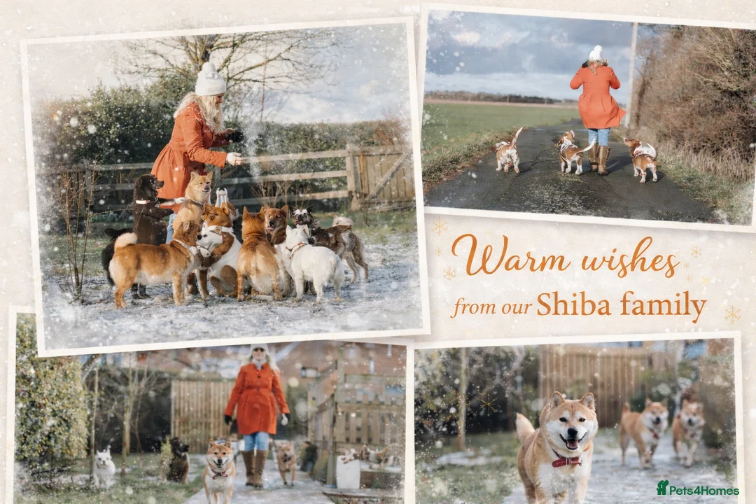 Japanese Shiba Inu dogs for sale: ❤️ Fall in Love with a Shiba Girl — Reduced Price - Advert 29