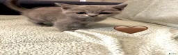 British Shorthair cats for sale: Chunky British Shorthair Kittens - Advert 8