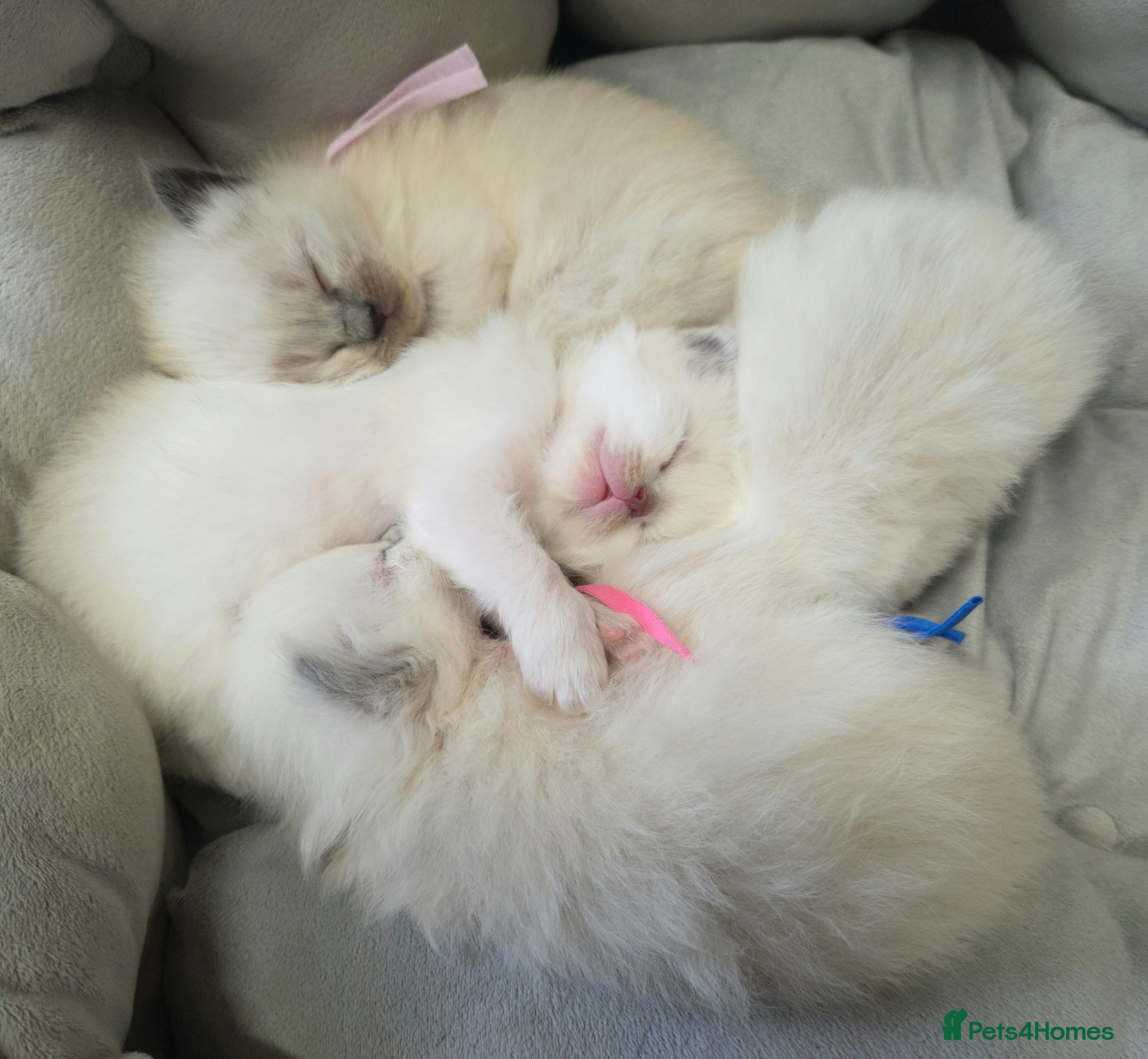 Ragdoll cats for sale: Gccf registered ragdoll kittens  - Advert 16