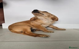 Golden Retriever dogs for sale: Golden Retriever Puppies  - Image 11