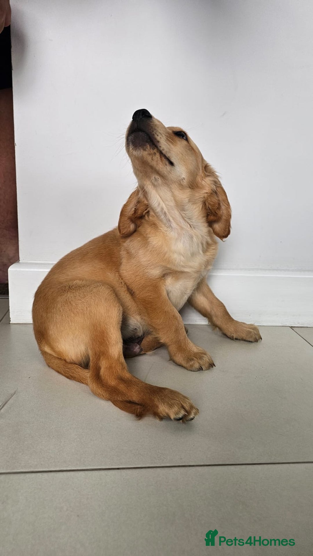 Golden Retriever dogs for sale: Golden Retriever Puppies  - Image 11