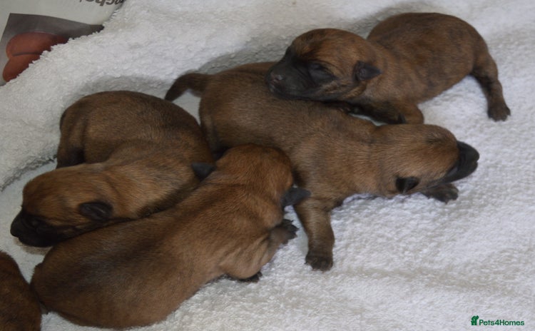 Cairn Terrier dogs - Advert 1