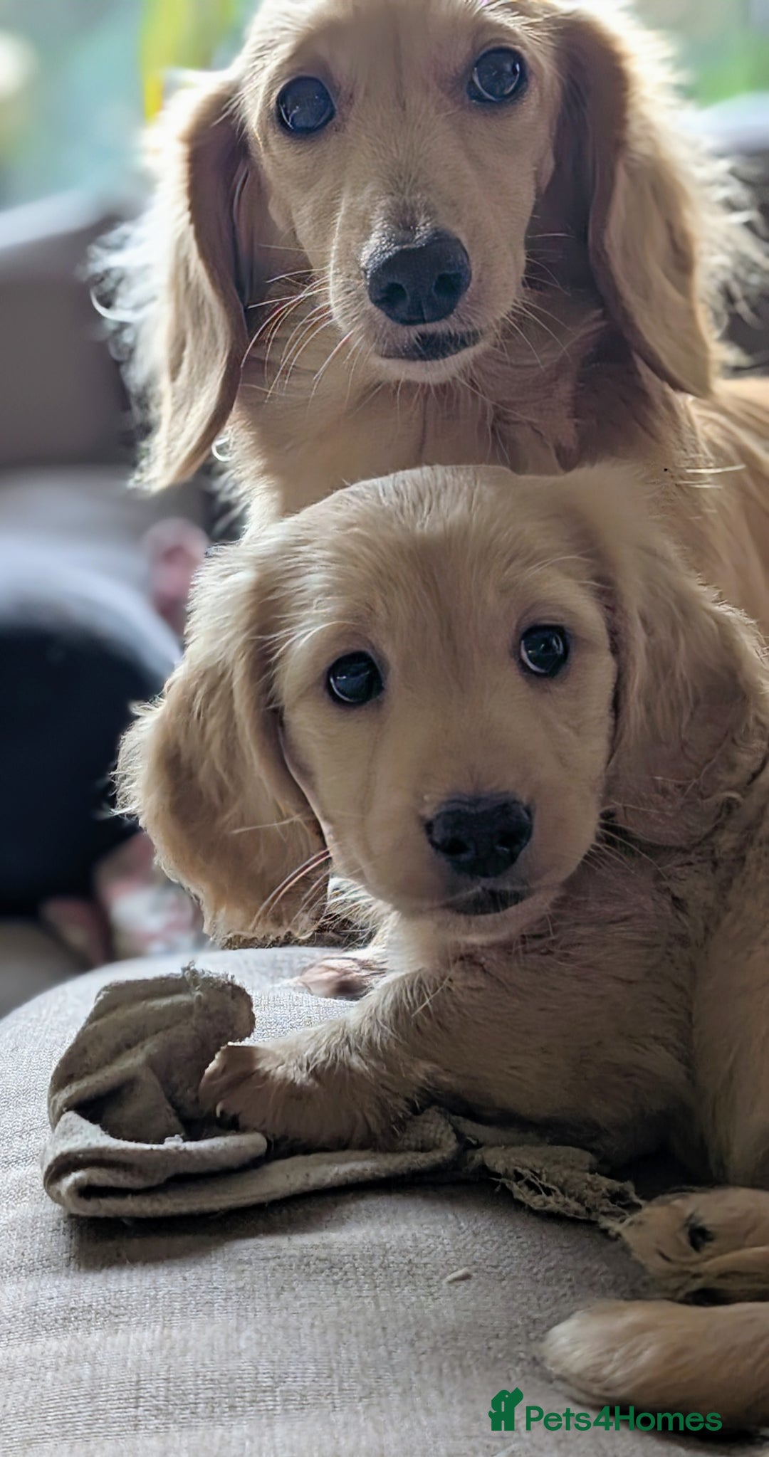 Miniature Dachshund dogs for sale: Stunning Cream Long-Haired Miniature Dachshund  - Advert 2