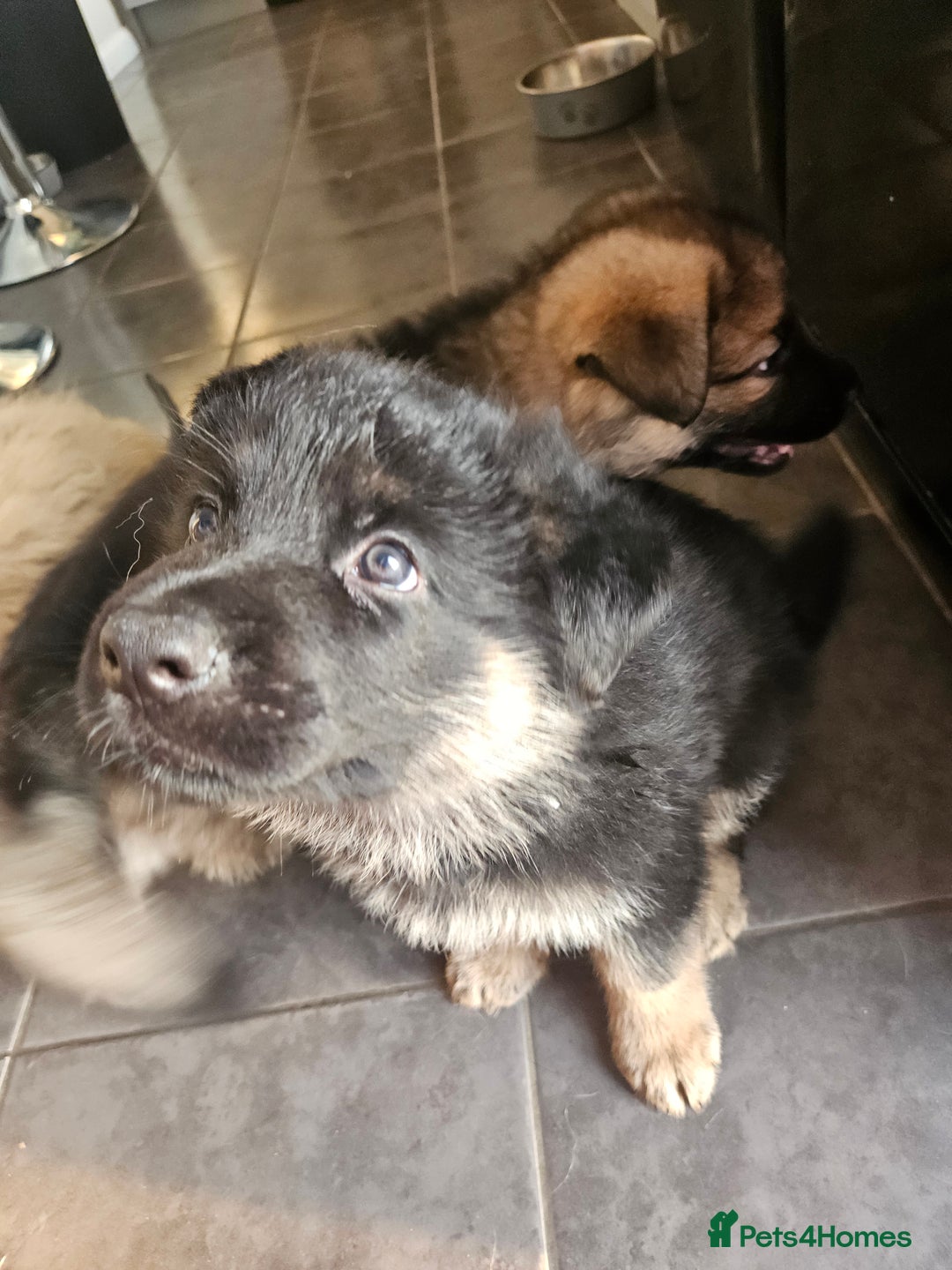 German Shepherd dogs for sale: 2 male german shepherd puppies - Image 4