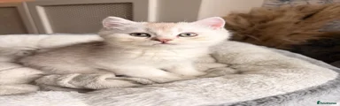 British shorthair beige 6