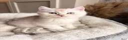 British Longhair cats for sale: British Shorthair/Persian chinchilla kittens  - Advert 8