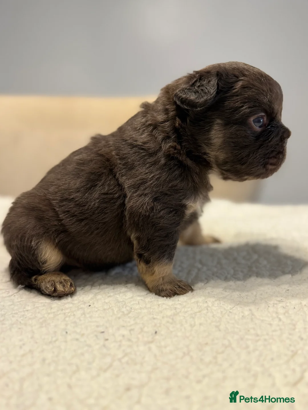 French Bulldog dogs for sale: Full fluffy French bulldogs  - Advert 10