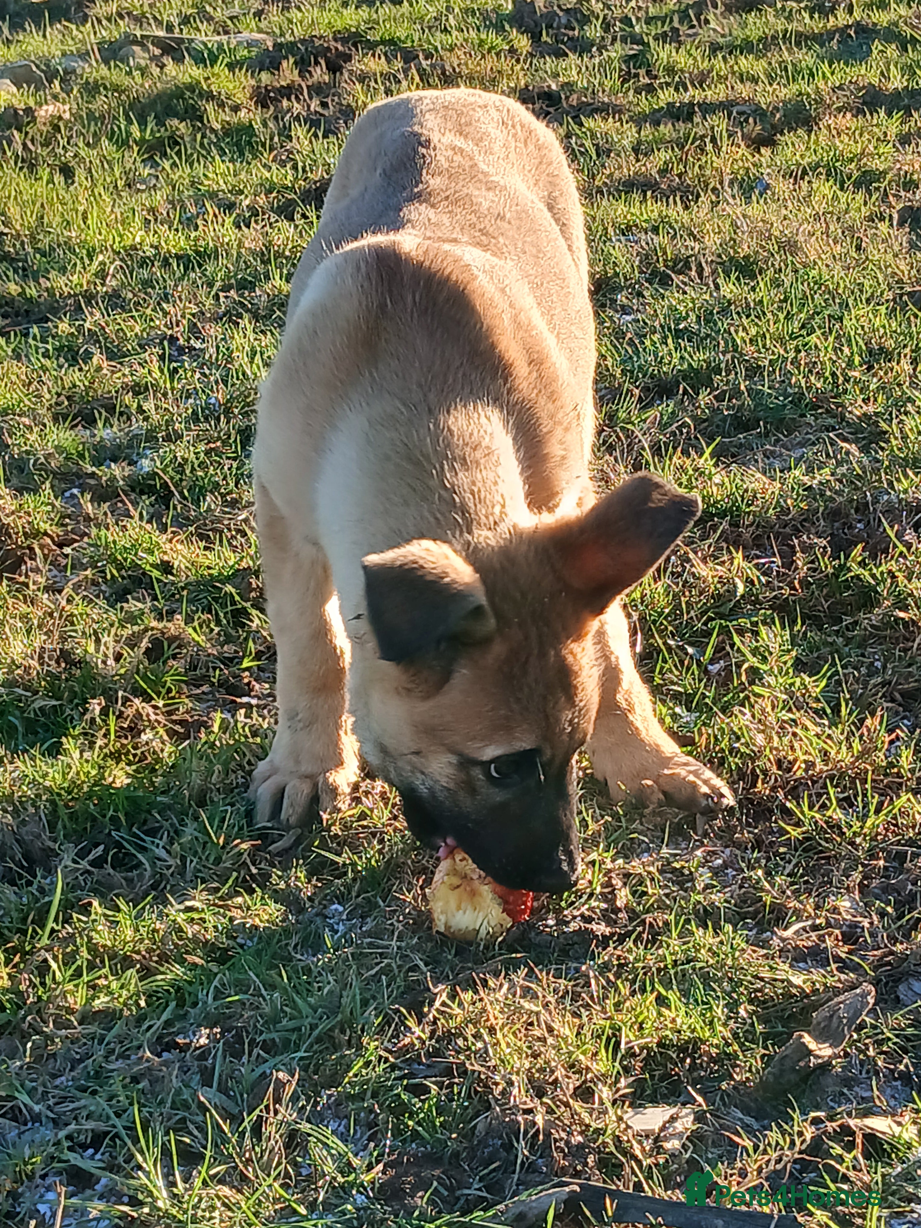 Mixed Breed dogs Belgium Malinois x  - Advert 1