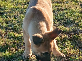 Mixed Breed dogs Belgium Malinois x - Advert 6