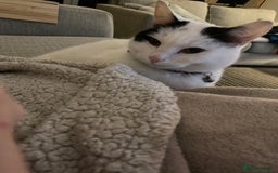 British Shorthair cats for sale: 2 loving beautiful cats  - Image 10