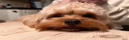 Cavapoo dogs for stud: 🐾 Proven F1 Cavapoo Stud – £300 🐾 in Chesterfield - Advert 7