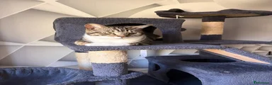 Domestic Shorthair 1