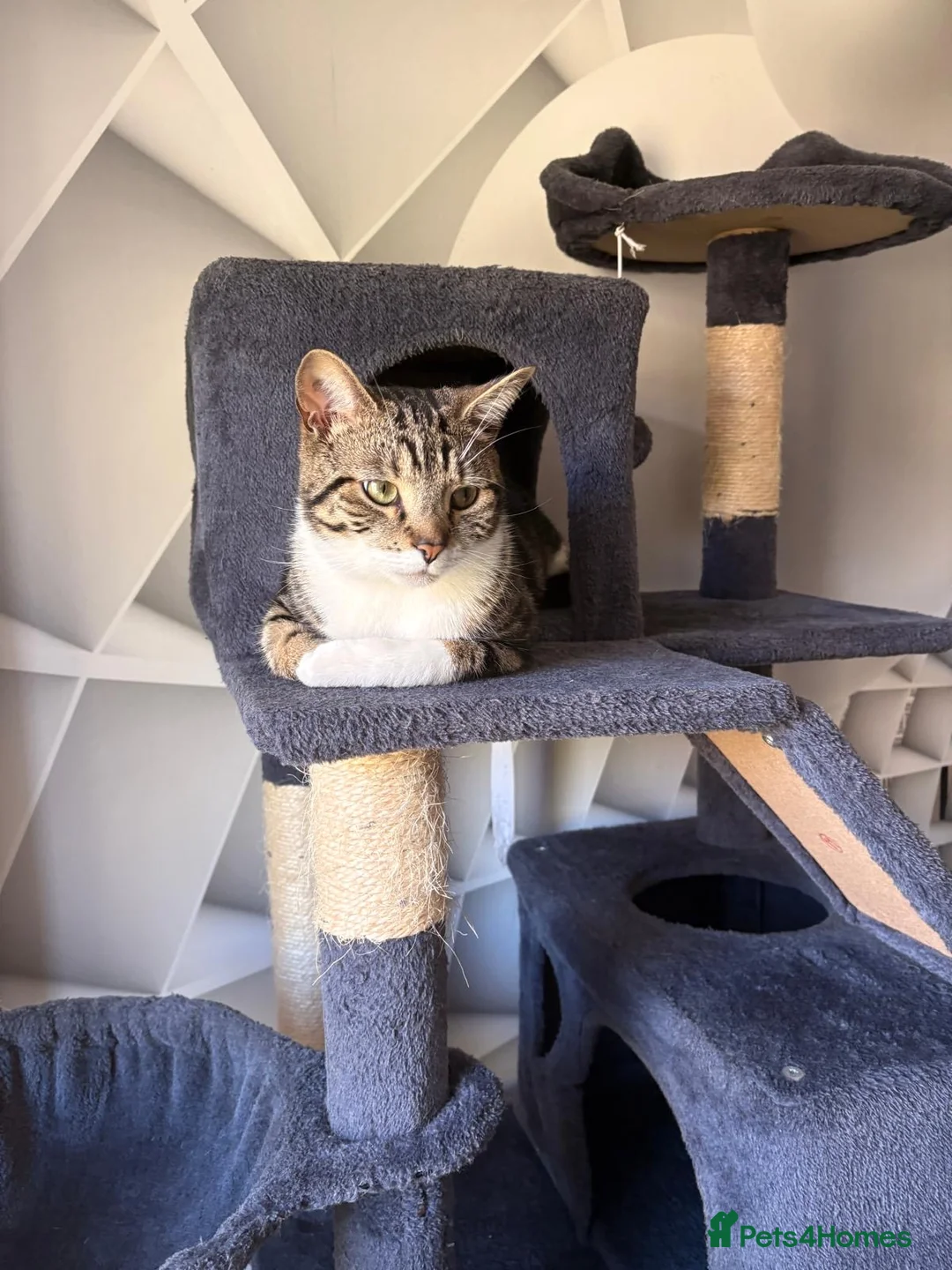 Domestic Shorthair cats for sale: Gizmo looking for a new home  - Advert 2