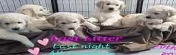 Golden Retriever dogs for sale: Golden Retriever Pups-FULLY HEALTH TESTED PARENTS  - Advert 4