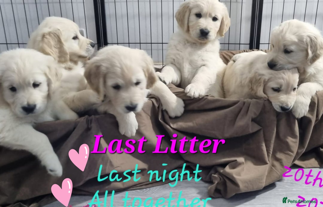 Golden Retriever dogs for sale: Golden Retriever Pups-FULLY HEALTH TESTED PARENTS  - Advert 4