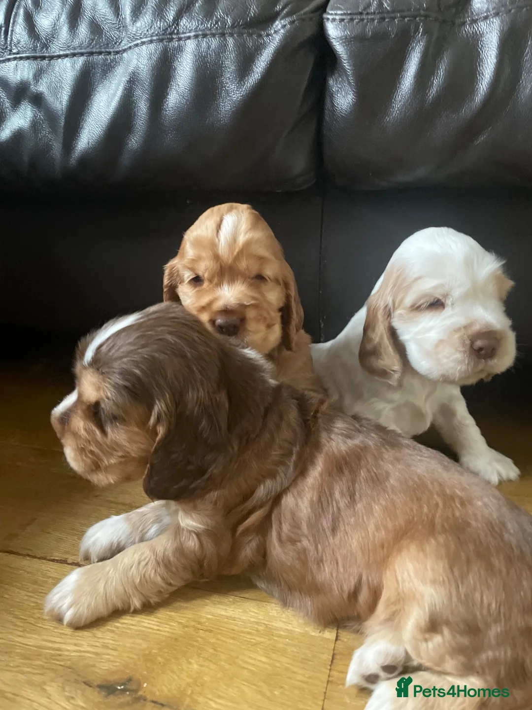 Cocker Spaniel dogs for sale: KC registered show cocker spaniel puppies - Advert 1
