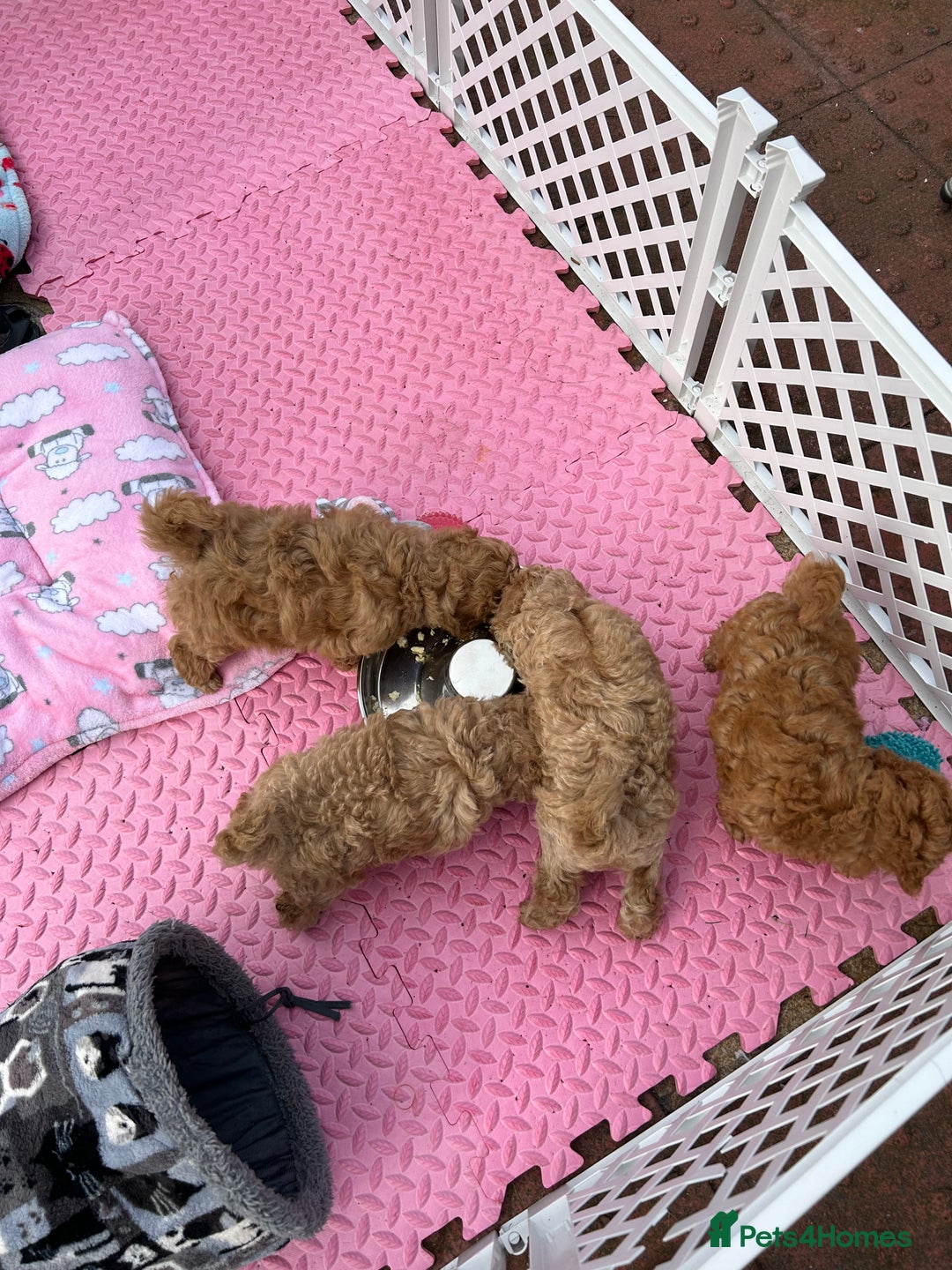 Toy Poodle dogs for sale: Toy poodle - Image 6