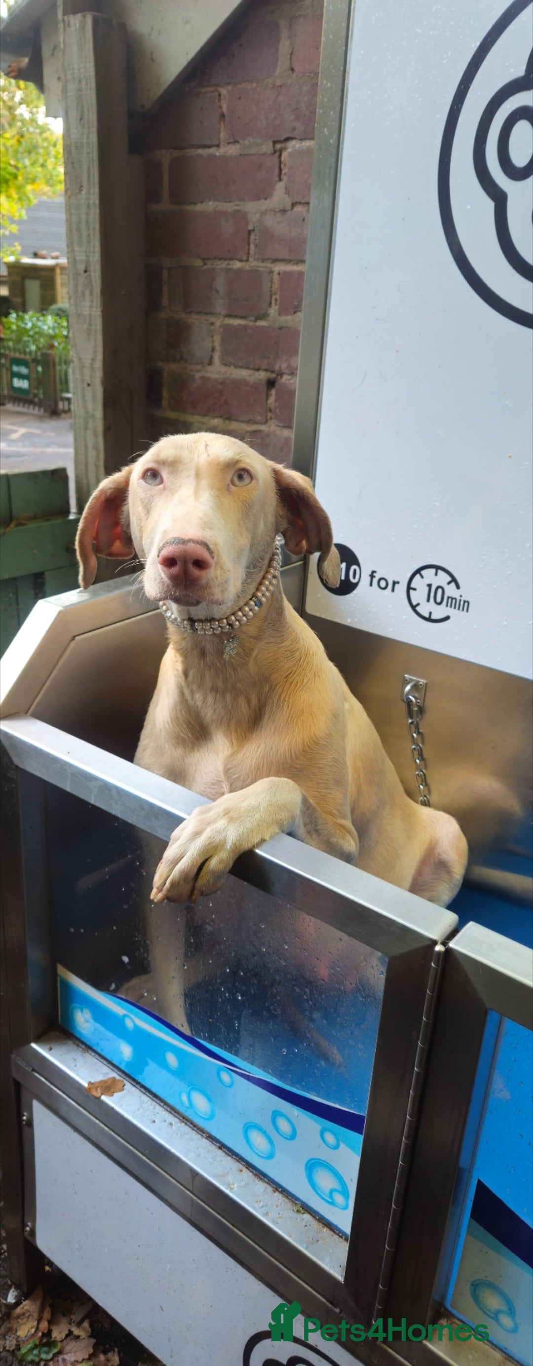 Dobermann dogs for sale: International Champ Bloodlines Pups Ready 25th DEC - Advert 3