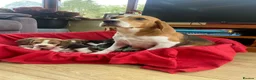 Beagle dogs for sale: Beautiful Beagle puppies for sale  - Advert 3