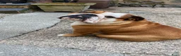 English Bulldog dogs for stud: Full Breed Bulldog for stud - Advert 7