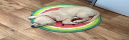 Golden Retriever dogs for sale: Lola – 6-Month-Old Golden Retriever 🐾💛 - Advert 4