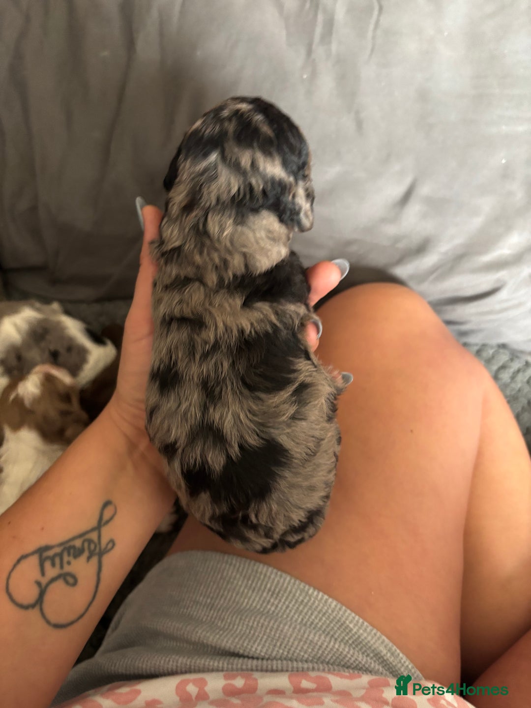 Cockapoo dogs for sale: Merle cockerpoo puppies for sale  - Image 6